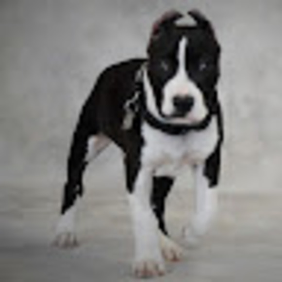 Meet your Posher, Charlotte - Picture 1 of 1